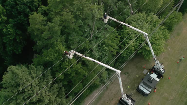 How Our Tree Care Process Works  in  Eden, NC